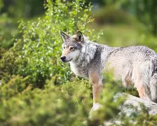 小牛一分惊险胜森林狼！霍伊白志高产